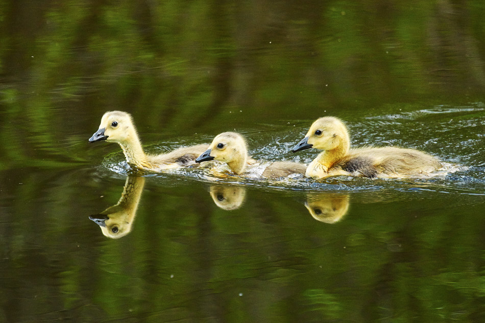 Young Canadian goslings