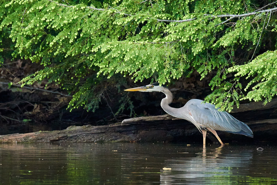 Great blue heron hunting beneath trees overhanging the river bank