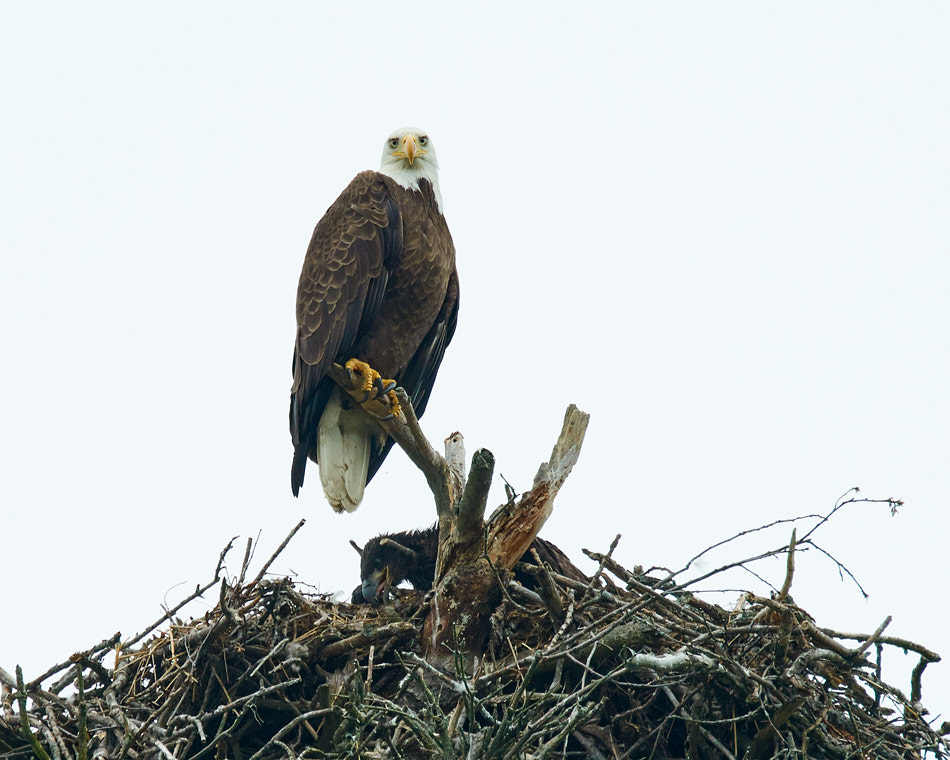 An adult bald eagle stands watch as a baby forages in the nest below
