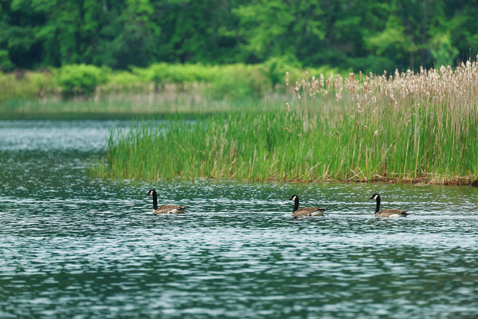 Canadian geese float by a patch of land covered by tall grasses