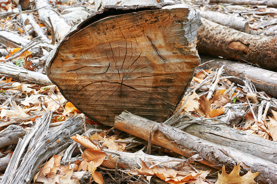 The sawn end of a log on the ground