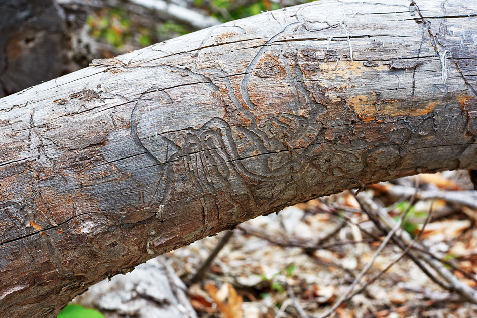 Tracing the path of worms on a fallen log