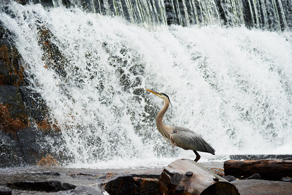 A great blue heron hunts at the base of the Ashuelot River dam