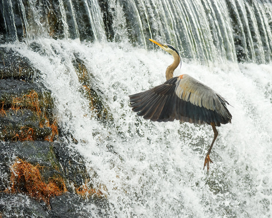 A great blue heron floats toward the top of the Ashuelot River dam