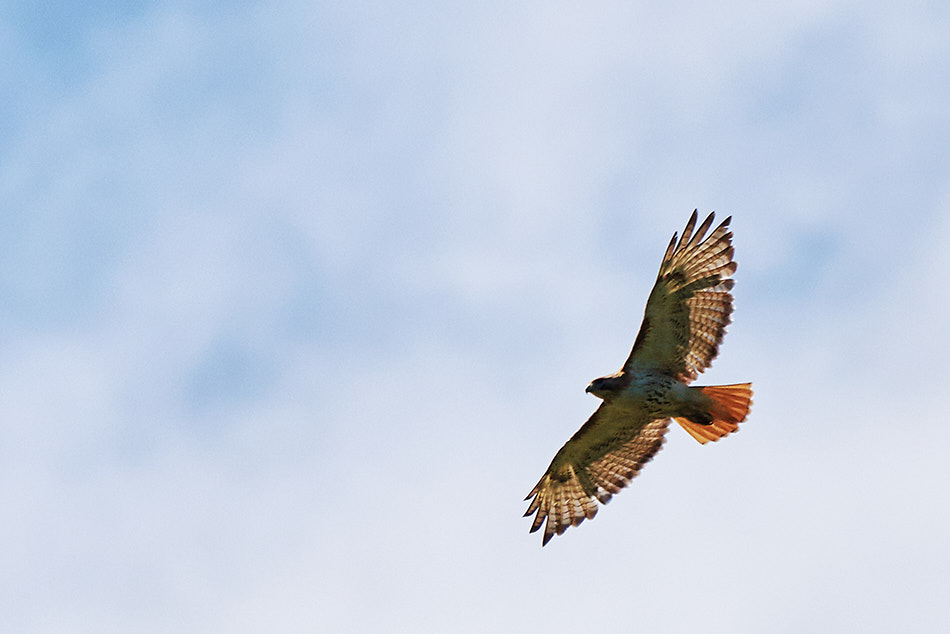 A red tailed hawk soars above the Connecticut River