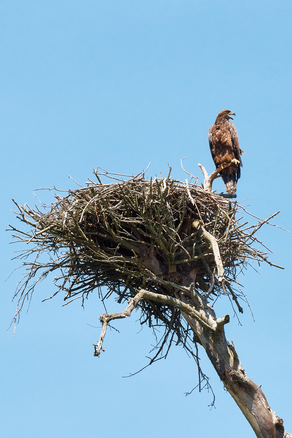 A juvenile bald eagle perches on the rim of its nest