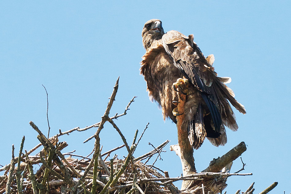 A juvenile bald eagle perches on the rim of its nest