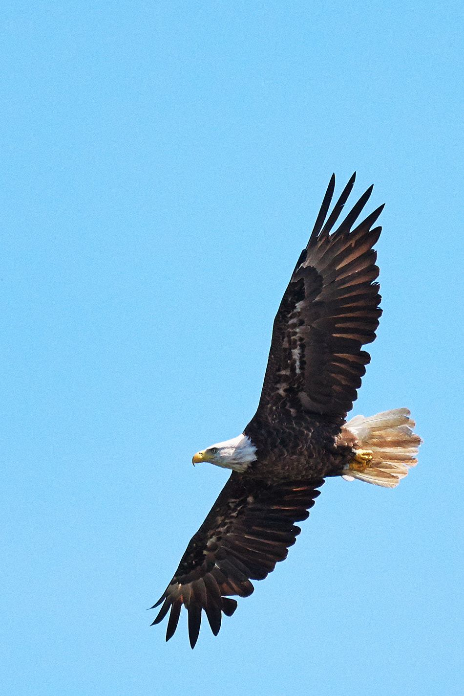 An adult bald eagle flies high over the Connecticut River