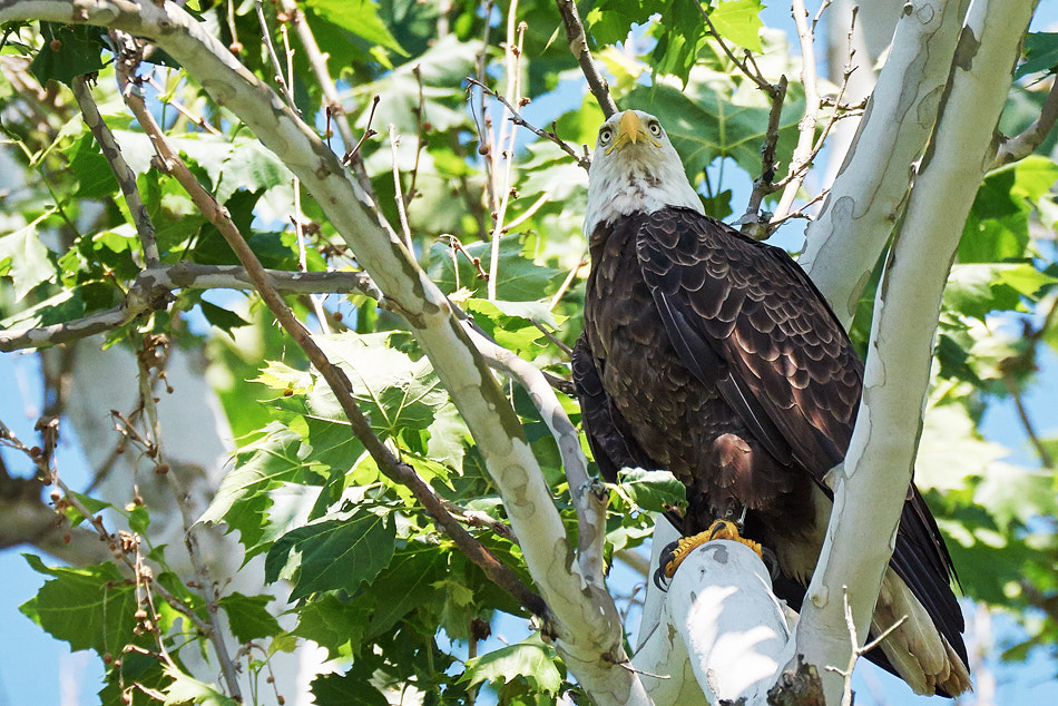 An adult bald eagle perches in the shade of a sycamore tree