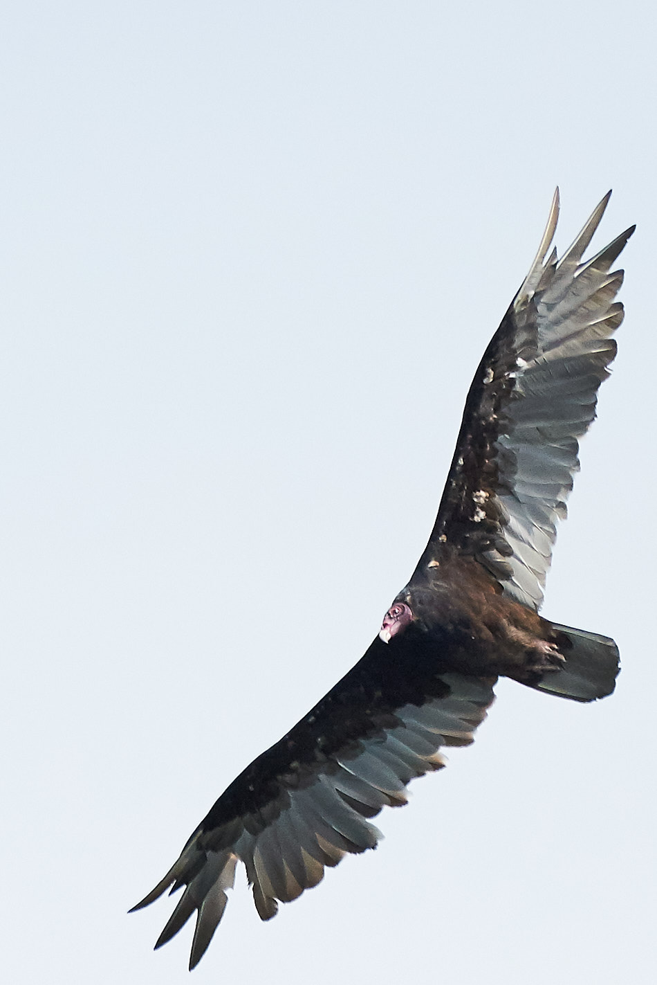 A turkey vulture swoops through the air above the Connecticut River