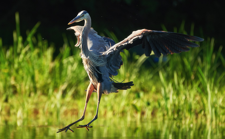 A great blue heron comes in for a landing