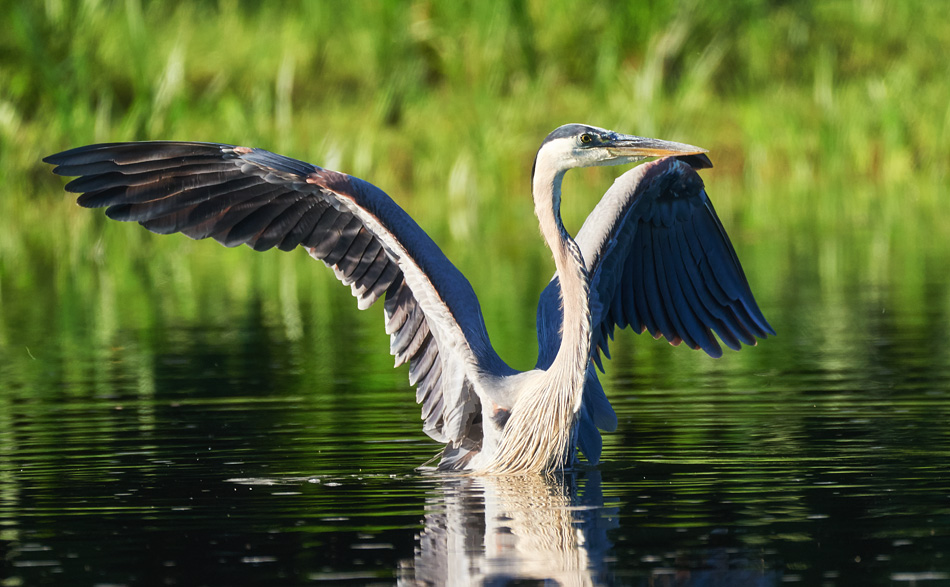 a great blue heron spreads its wings shortly after landing
