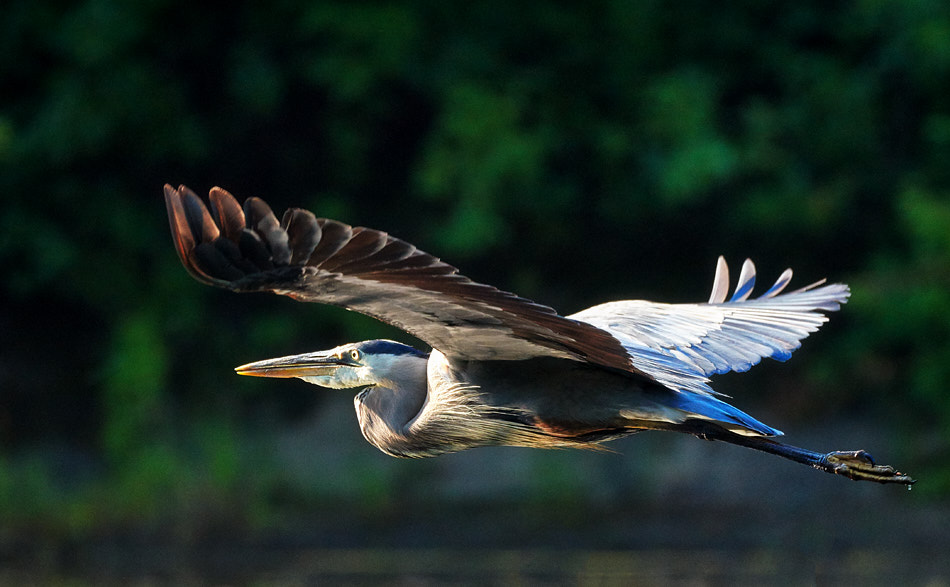 A great blue heron flies over the Ashuelot River dam