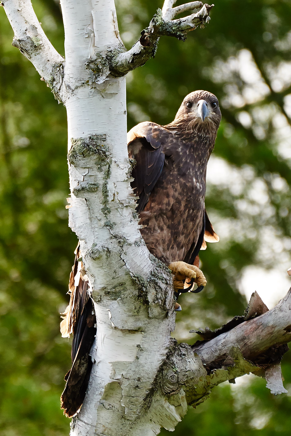 A juvenile bald eagle perches in a white birch tree