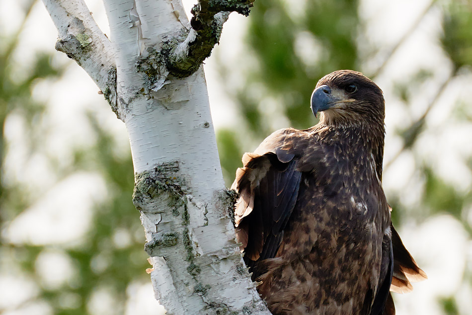 A juvenile bald eagle perches in a white birch tree
