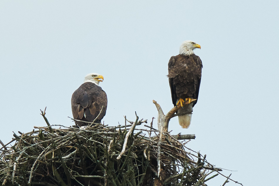 Male and female bald eagles sharing a nest