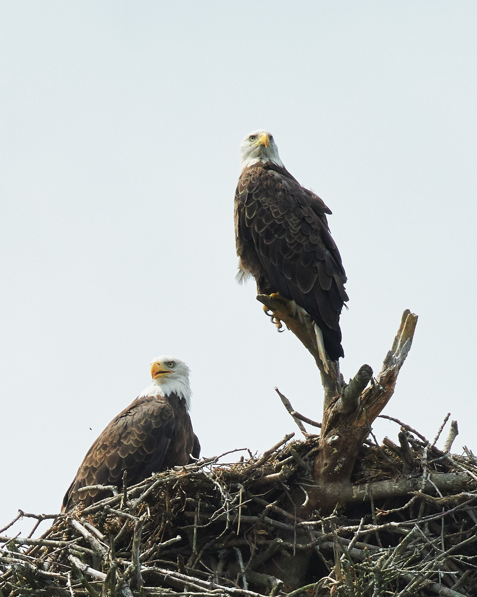 Male and female bald eagles looking outside their nest