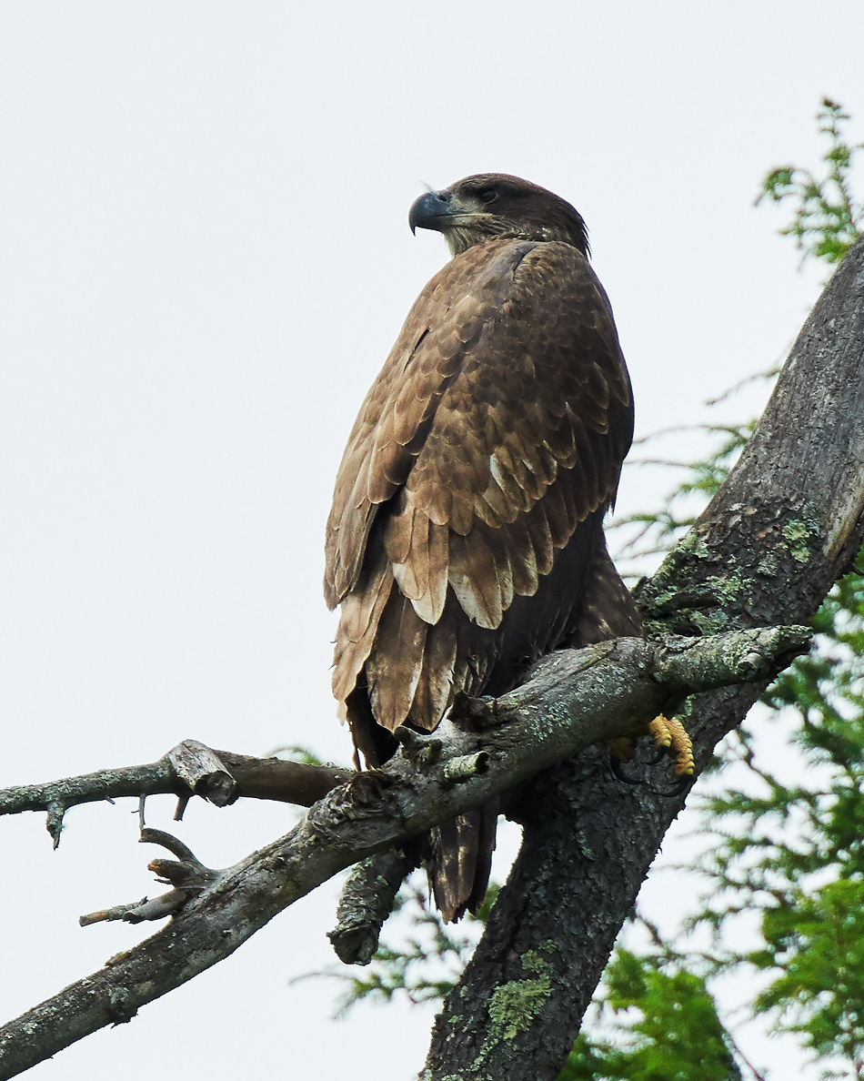 A juvenile bald eagle perched on a branch below its nest