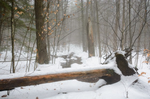 Color photo of trees and fog during early Winter