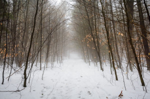 Color photo of trees and fog during early Winter