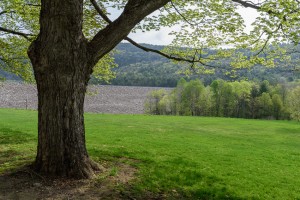 Color photo of a large maple tree near the entrance to Surry Mountain Dam